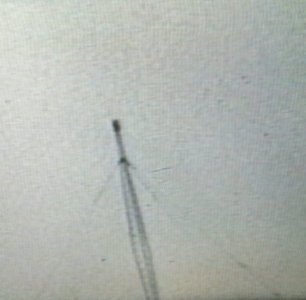 wibg7.jpg