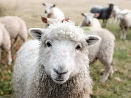 ewe.jpg