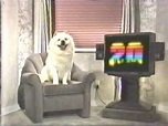 DOG.jpg