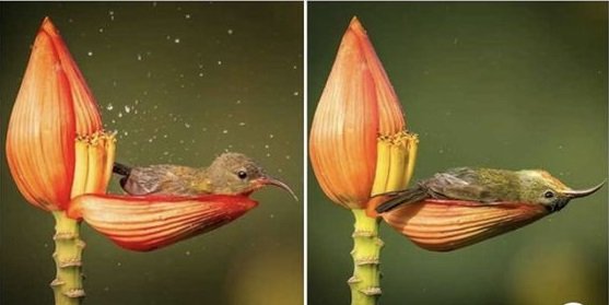 Hummingbird.jpg