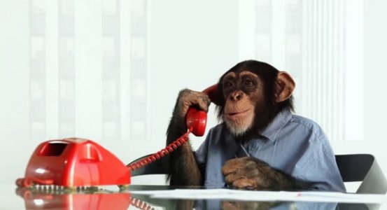 Chimp On Phone.jpg