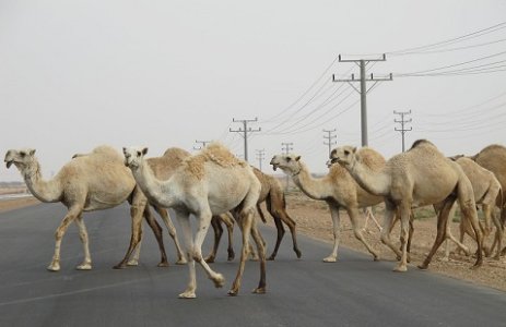 camels.jpg