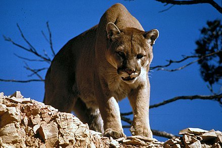 puma.jpg