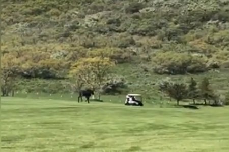 Moose Seeks Revenge On Elderly Republican's.jpg