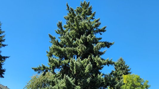K225DI_Douglas_Fir.jpg K225DI_Douglas_Fir.jpg