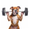 ScottyThePitBull