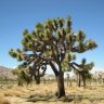 MojaveSon