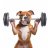 ScottyThePitBull