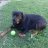 Harvey Dogg