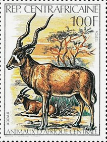 cafbangui.png