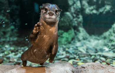 www.odyseaaquarium.com