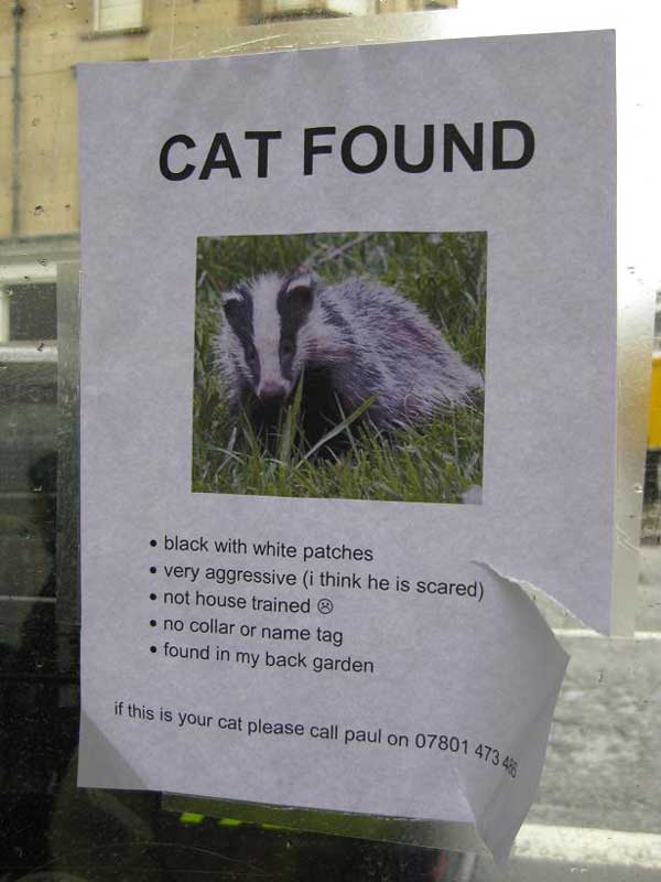 found_cat.jpg